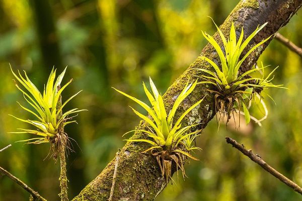 Caribbean-Trinidad-Asa Wright Nature Center Bromeliads growing on tree